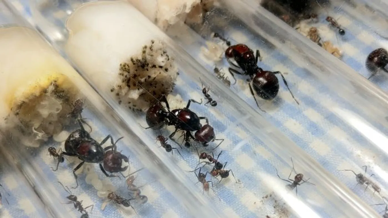 Hangyacsempészetből akart meggazdagodni két belga tinédzser