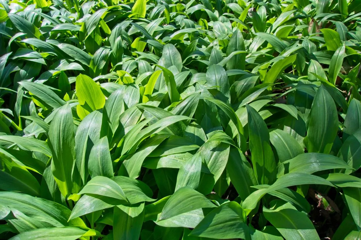 Jó, ha van medvehagyma a kertben.