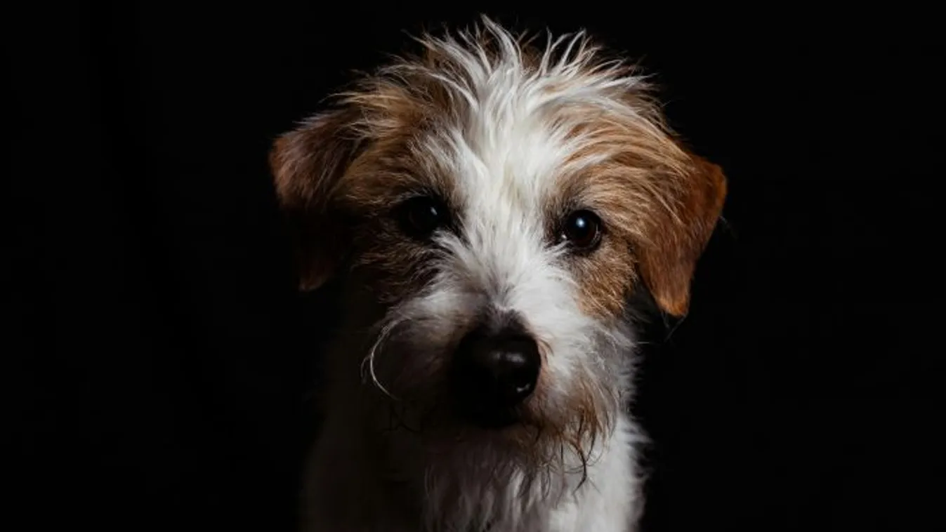 Galandférgek veszélyére figyelmeztetnek