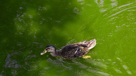 Nem fogod elhinni, milyen kacsát láttak a Balatonnál