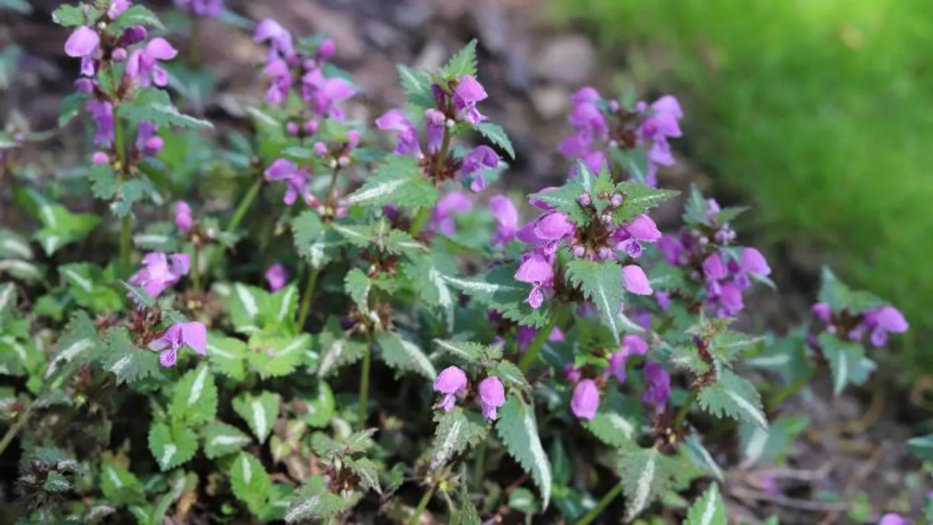 Ismered ez a jelentéktelen gyomnövényt? Kincset ér!