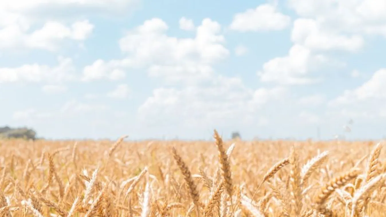 Az ukrán csatlakozás kiütné a magyar gazdákat