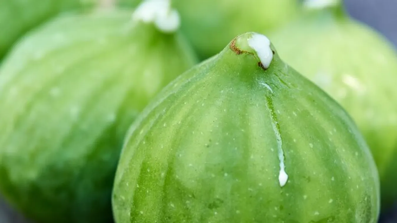 Csodát tesz a füge tej, érdemes gyűjtened belőle