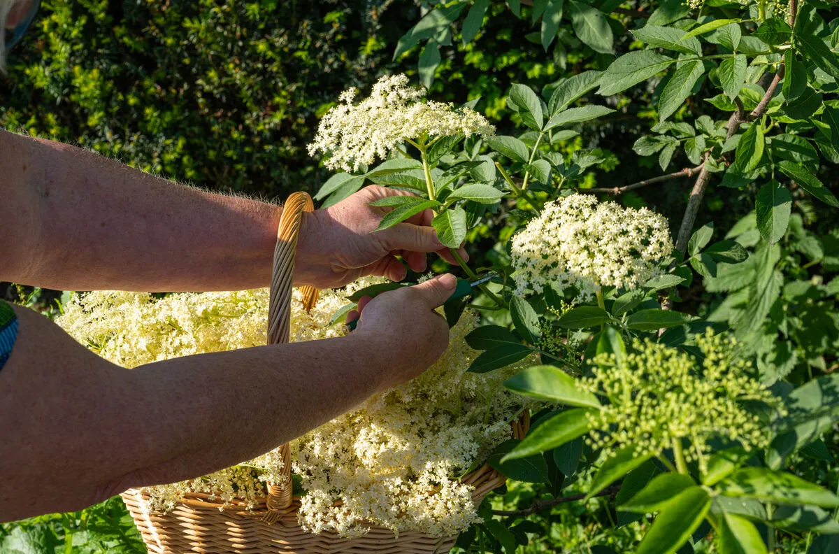 Már nyílik a bodzavirág, de nem mindegy, mikor szedjük.