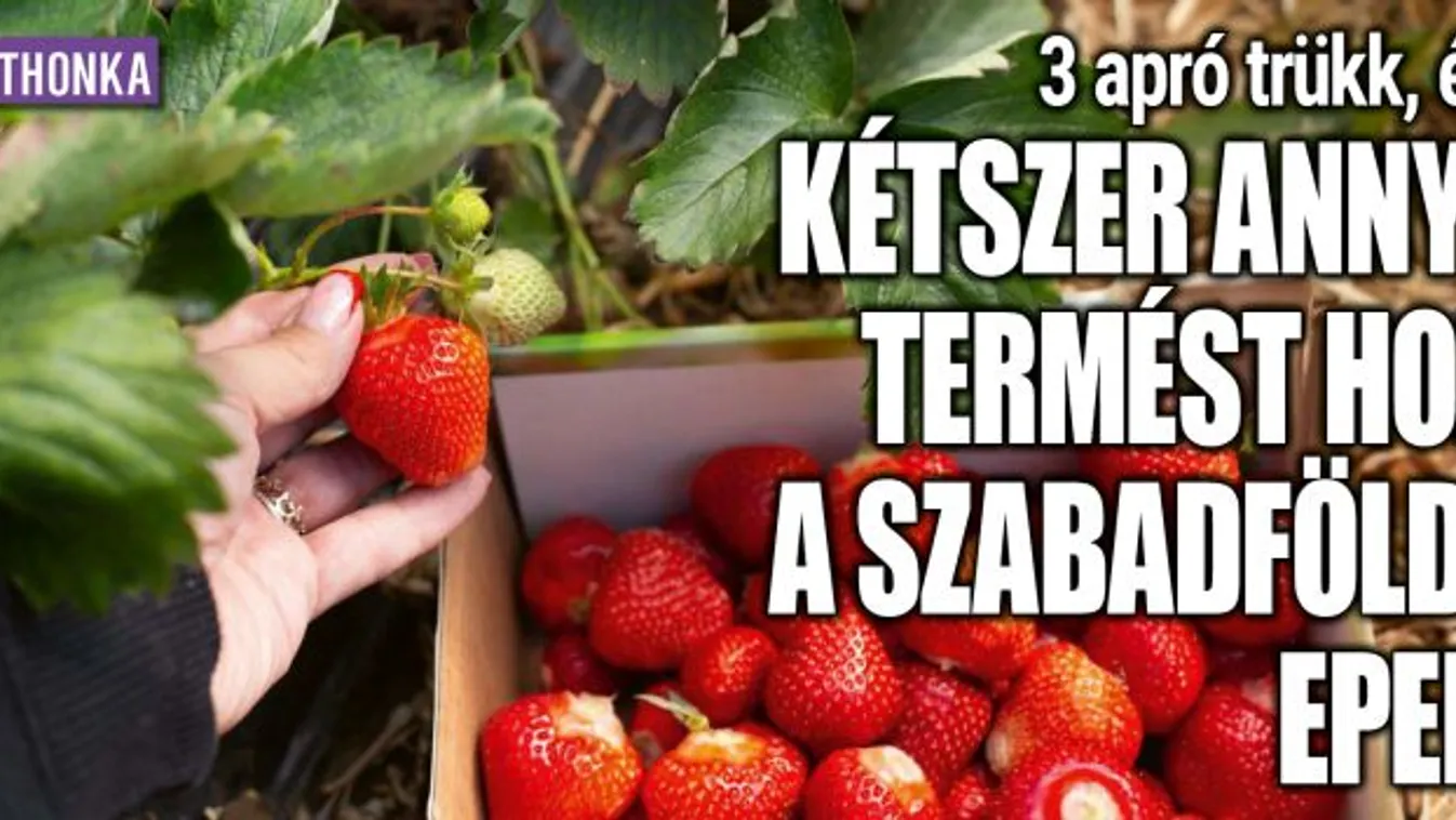 3 apró trükk, és kétszer annyi termést hoz az eper