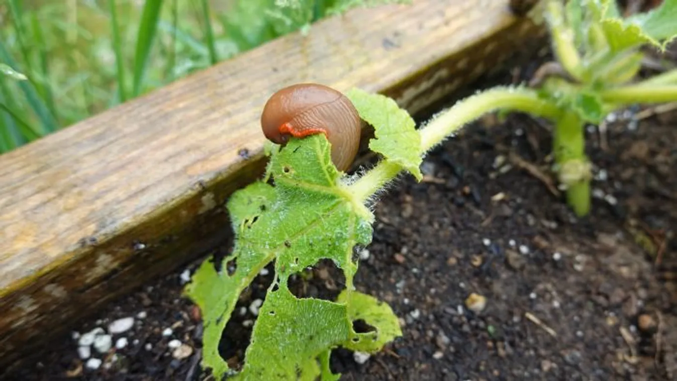 A meztelencsigát, de a poloskát is eltünteti ez a megoldás