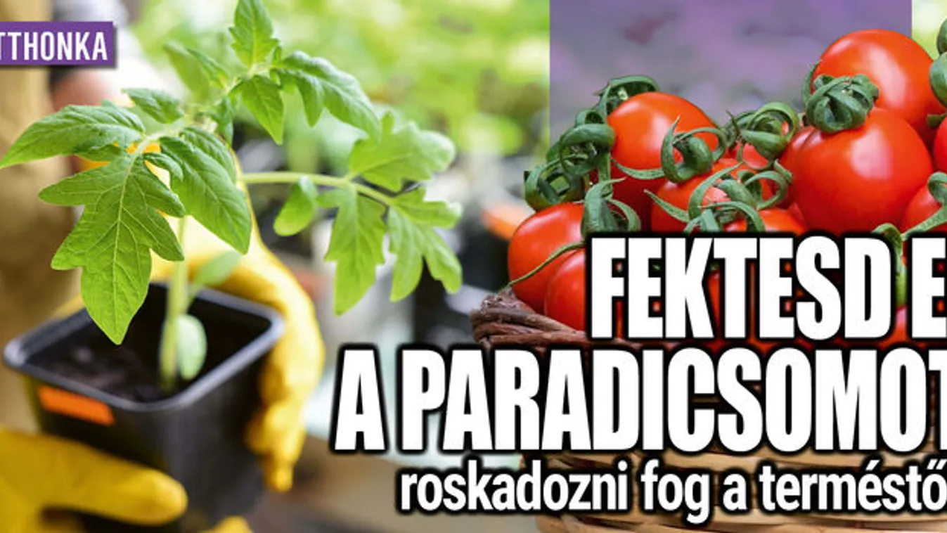 Fektesd el a paradicsomot, roskadozni fog a terméstől