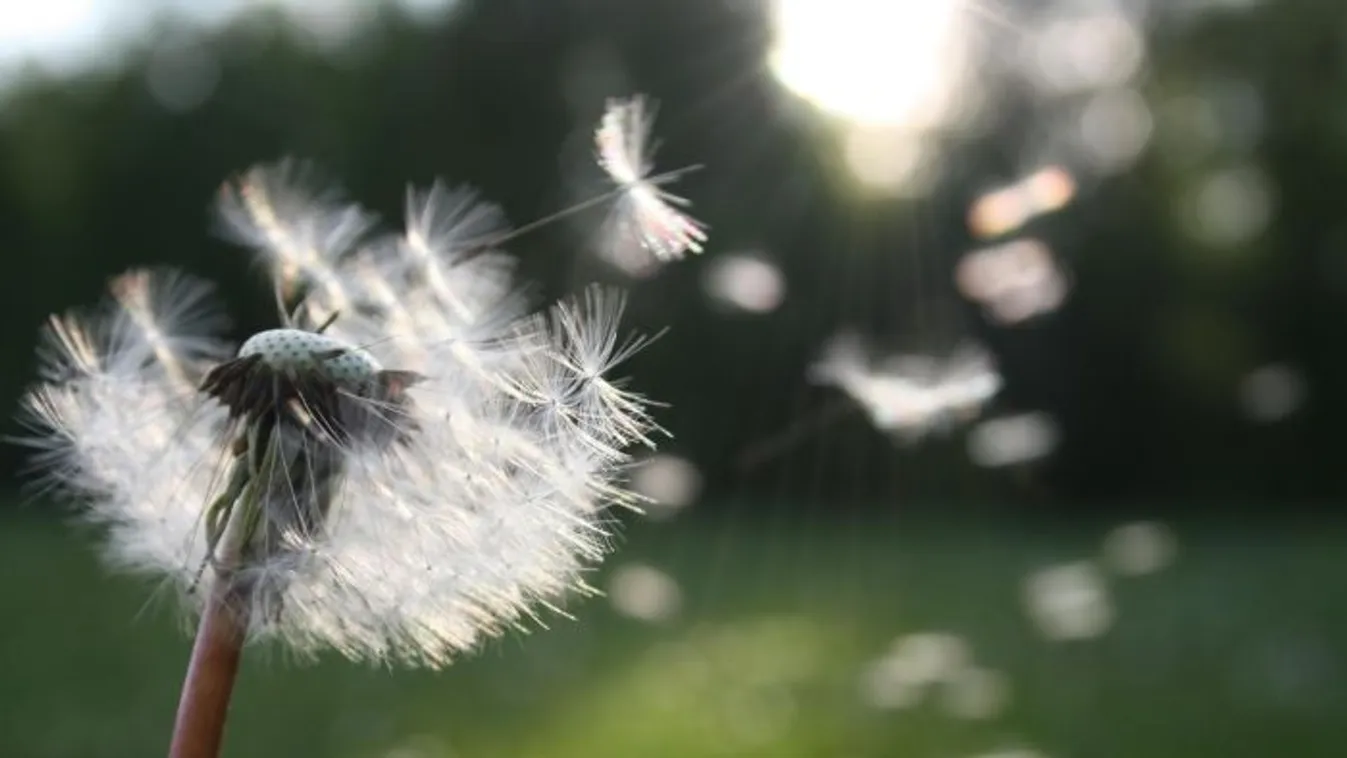 Az allergiaszezonban az átverések is sokasodnak