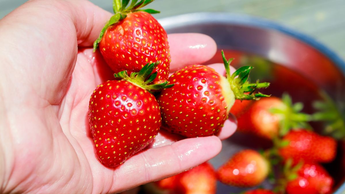 Washing,Ripe,And,Red,Strawberries,By,A,Woman.
