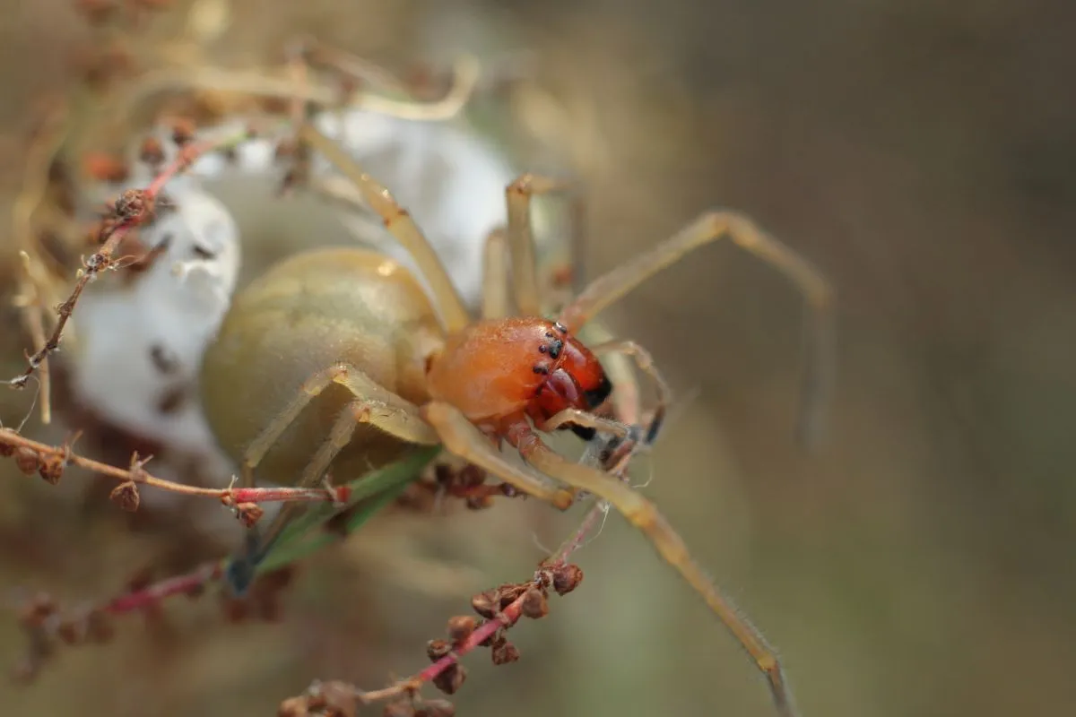 Lakásokban is megjelenhet a sárga dajkapók.