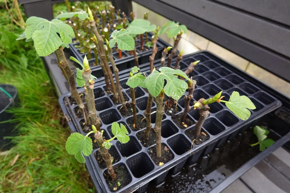 Az új hajtások mutatják, hogy sikeres volt a füge szaporítása.