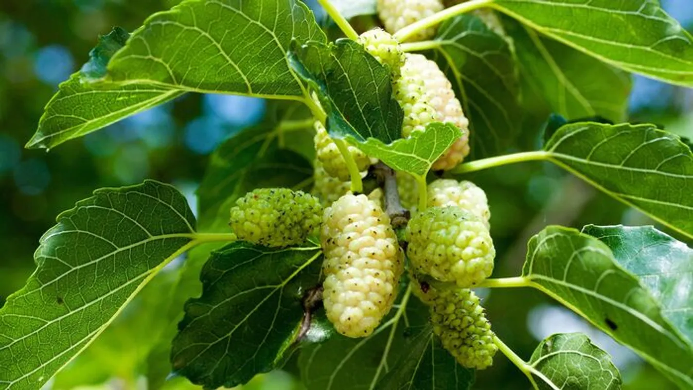 Most érdemes szedni! Ezt teszi a testeddel az eperfalevél