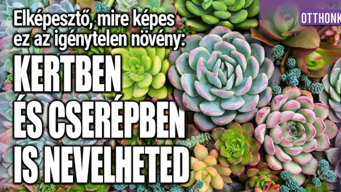 Elképesztő, mire képes ez az igénytelen növény