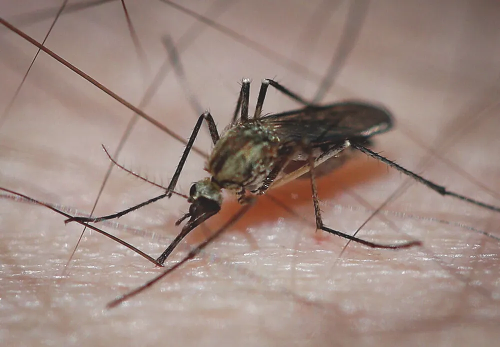 20240618_szunyog_vasvar_szp_vn (2)