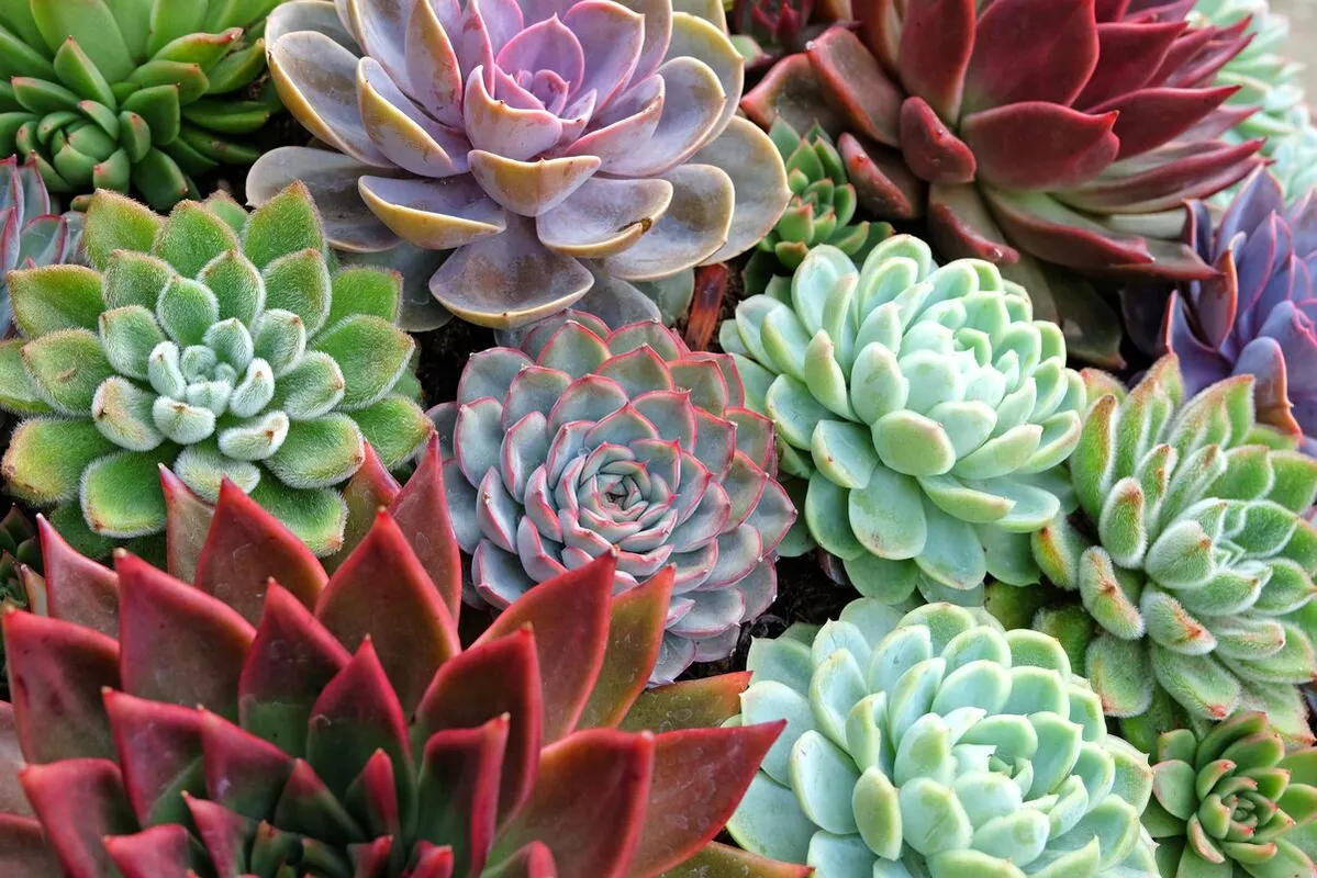 Kutatásokban a kövirózsa hatásait vizsgálták, és biztatóak az eredmények.