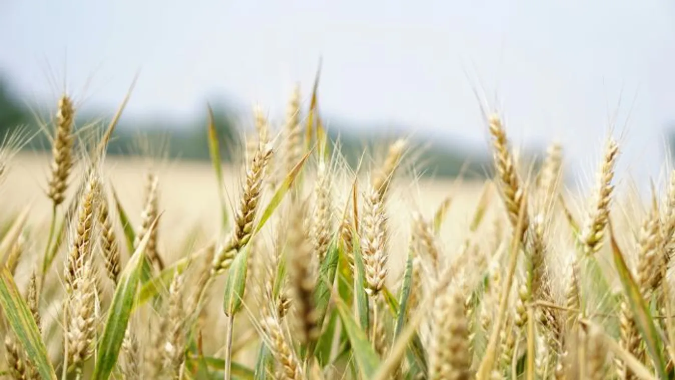 Anyarozs: gyógyszer vagy méreg ez a titokzatos gabonagomba?