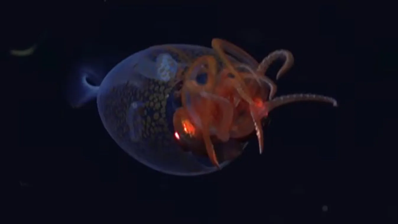 Új felvételek készültek a rémséges, mélytengeri szörnyrőé