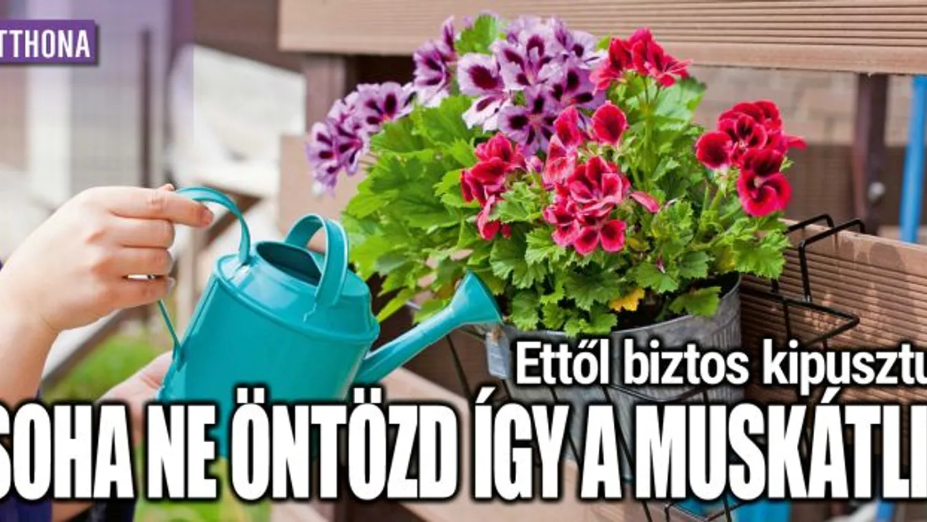 Ettől biztos kipusztul –Soha ne öntözd így a muskátlit