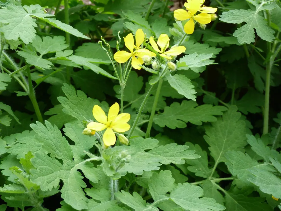 Vérehulló fecskefű 