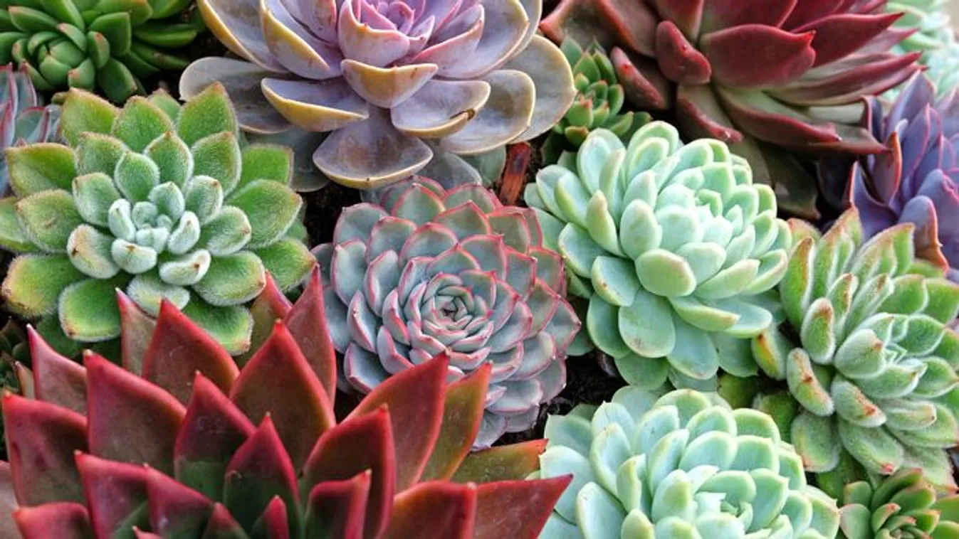 Elképesztő, mire képes ez az igénytelen növény: kertben és cserépben is nevelheted