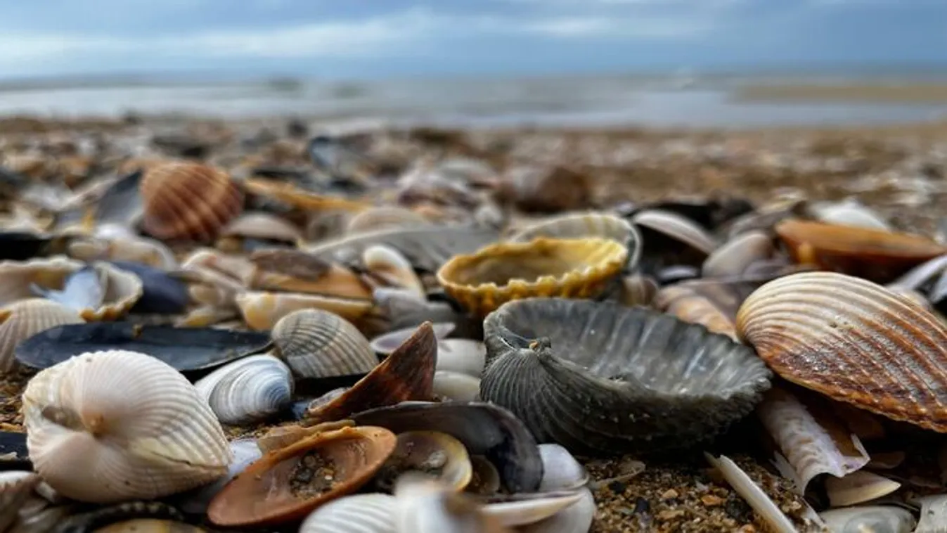 Invazív faj van jótékony hatással a Balaton vízminőségére