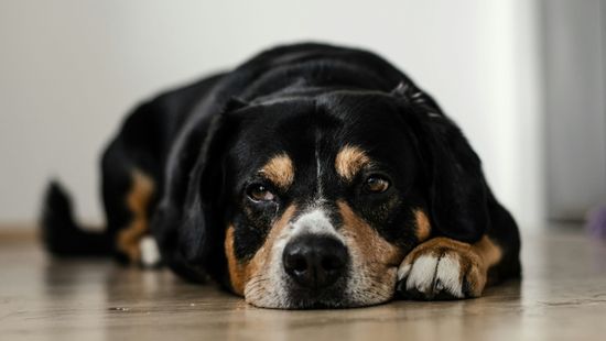 Vissza nem térítendő támogatásra pályázhatnak az állatvédők: akár 15 millió forintot is kaphatnak!