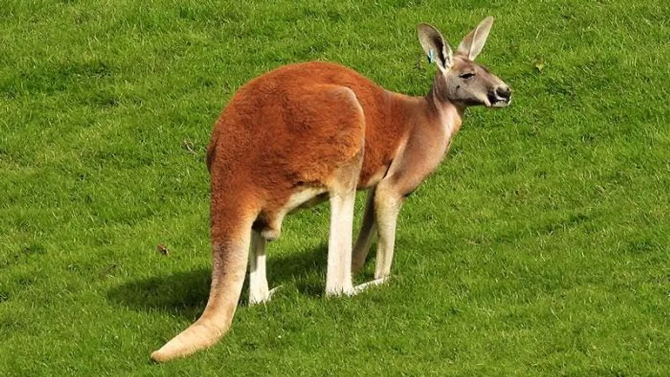 Agyonverte a gondozóját egy kenguru Amerikában