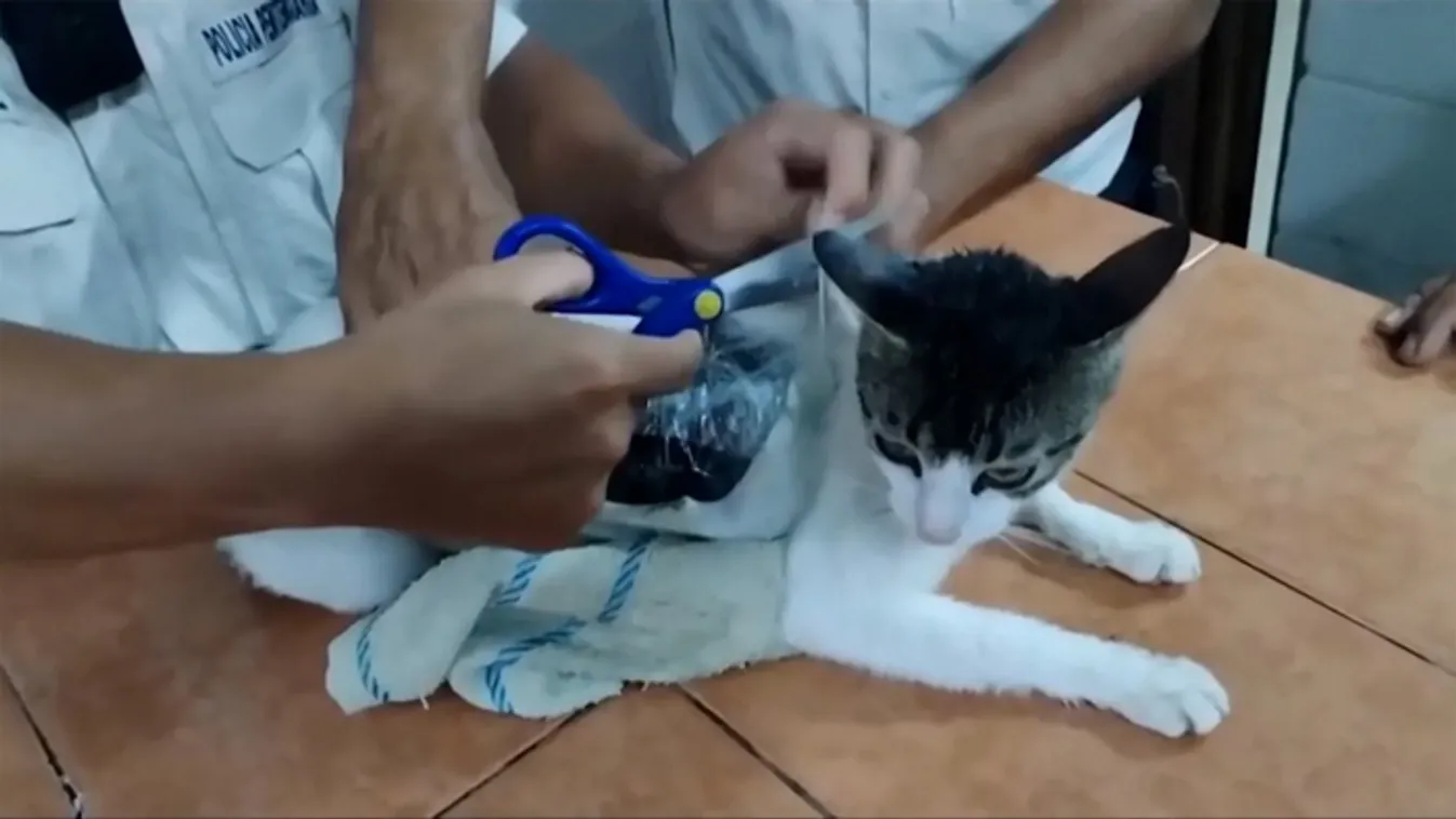 Drogcsempész macskát fogtak egy szigorúan őrzött börtön őrei