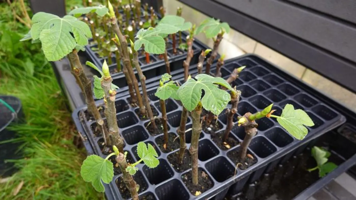 Most kell cselekedned, ha életerős fügefát szeretnél ingyen