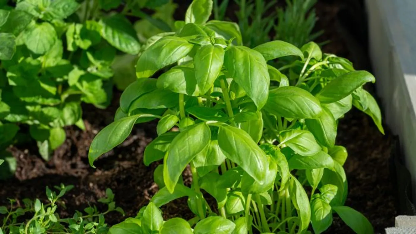 Elpusztíthatatlan bazsalikom: ez a trükk kötelező a kertben