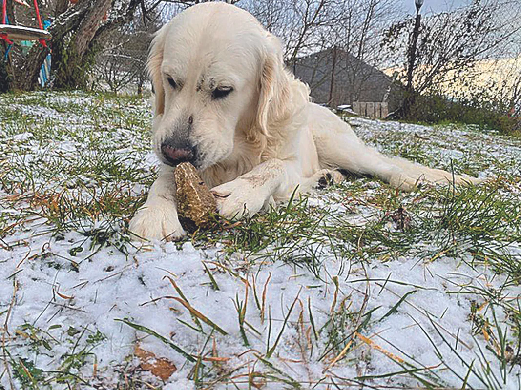 Én és a kedvencem rovatban Pásztor Anna és a kutyája, Károly - RIPOST

