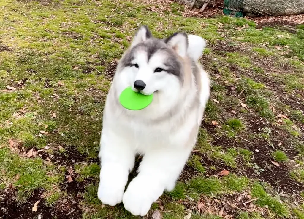 Pictures must credit: Toco/I Want To Be An Animal A Japanese man who enjoys living as a dog has unveiled a brand new hyper realistic costume— as an Alaskan Malamute. The man, named Toco, from Japan, hit the headlines a few years ago when he posted social 
