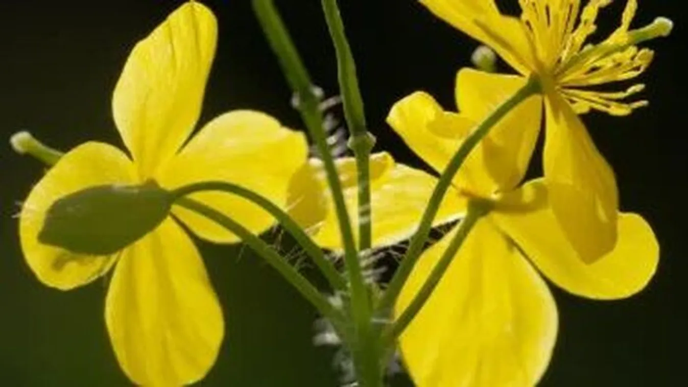 Vérehulló fecskefű  - A természet titokzatos sebgyógyítója