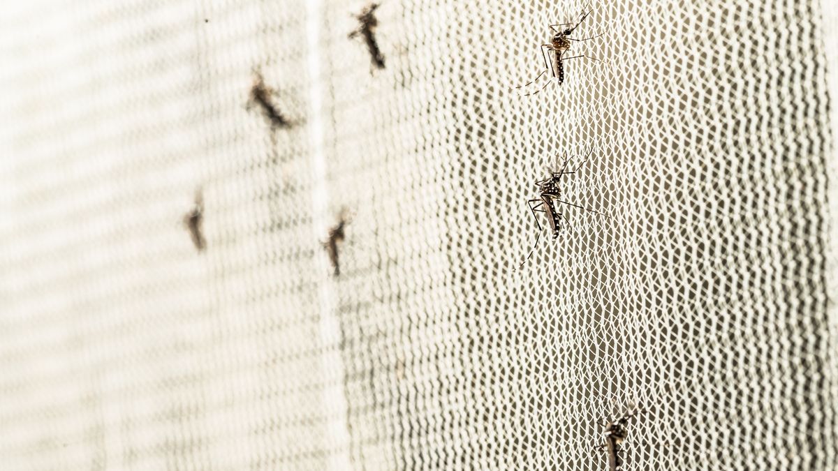 Szúnyog, légy, muslica: így tudsz egyetlen trükkel megszabadulni tőlük