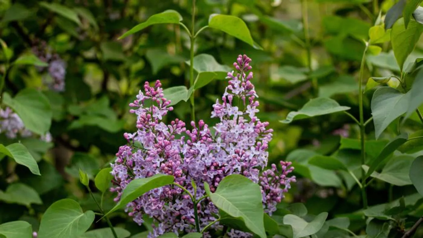 Orgonaszörp recept: Így készíts mennyei italt ehető virágból