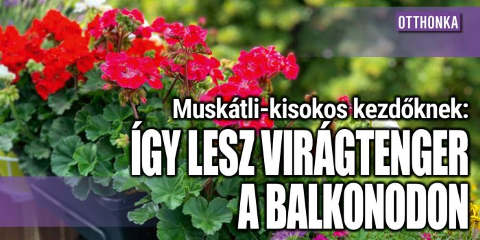 Muskátli-kisokos kezdőknek: virágtenger a balkonon