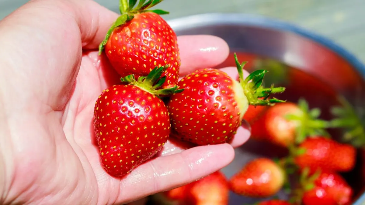 Washing,Ripe,And,Red,Strawberries,By,A,Woman.