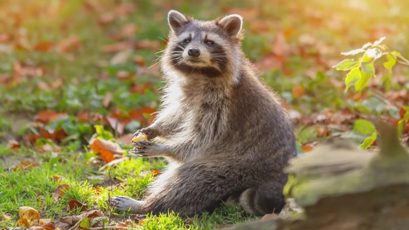 Döbbenetes, mi volt a mosómedve mancsában!