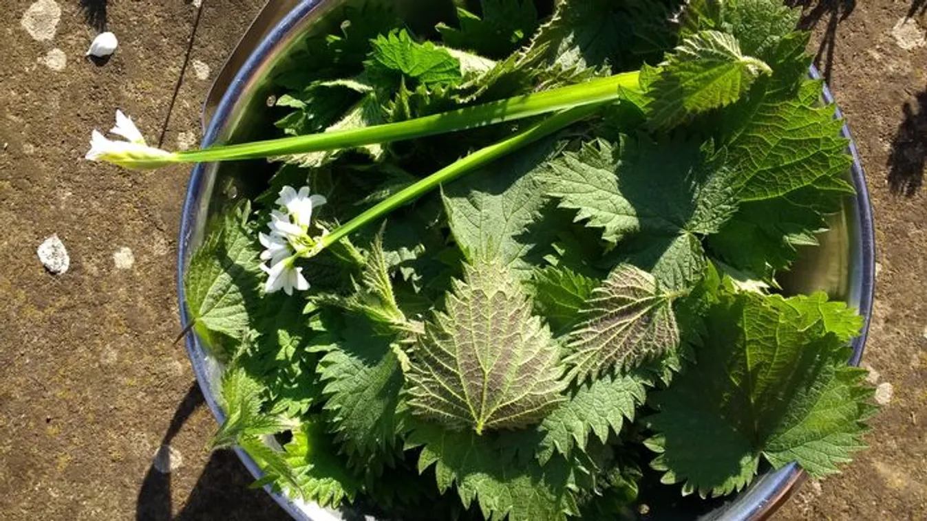 Csalán a tavasz gyógyító növénye, ennyi mindenre jó
