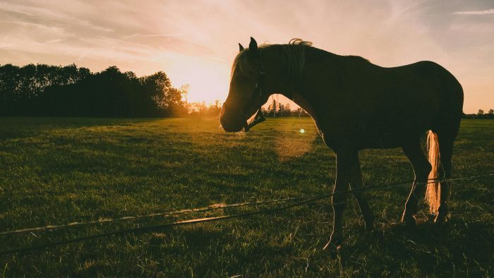  Lovával együtt tért be egy kecskeméti lakos a kocsmába