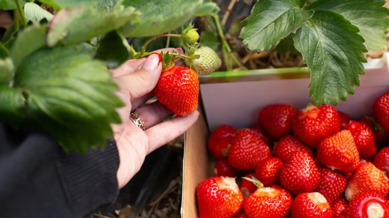 3 apró trükk, és kétszer annyi termést hoz a szabadföldi eper