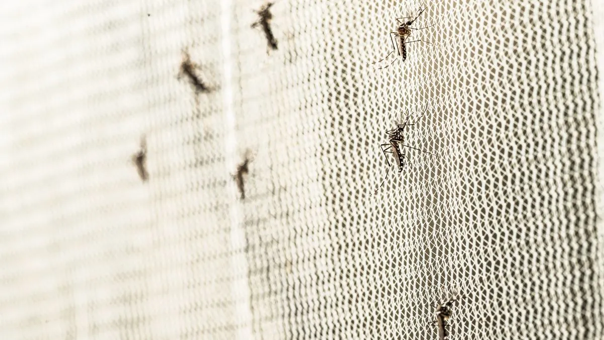 An,Aedes,Mosquito,Carrying,Dengue,,Yellow,Fever,,Chikungunya,,Zika,,Malaria, szúnyog,