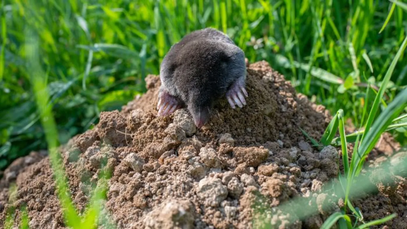 Fejvesztve menekül a vakond ettől a módszertől