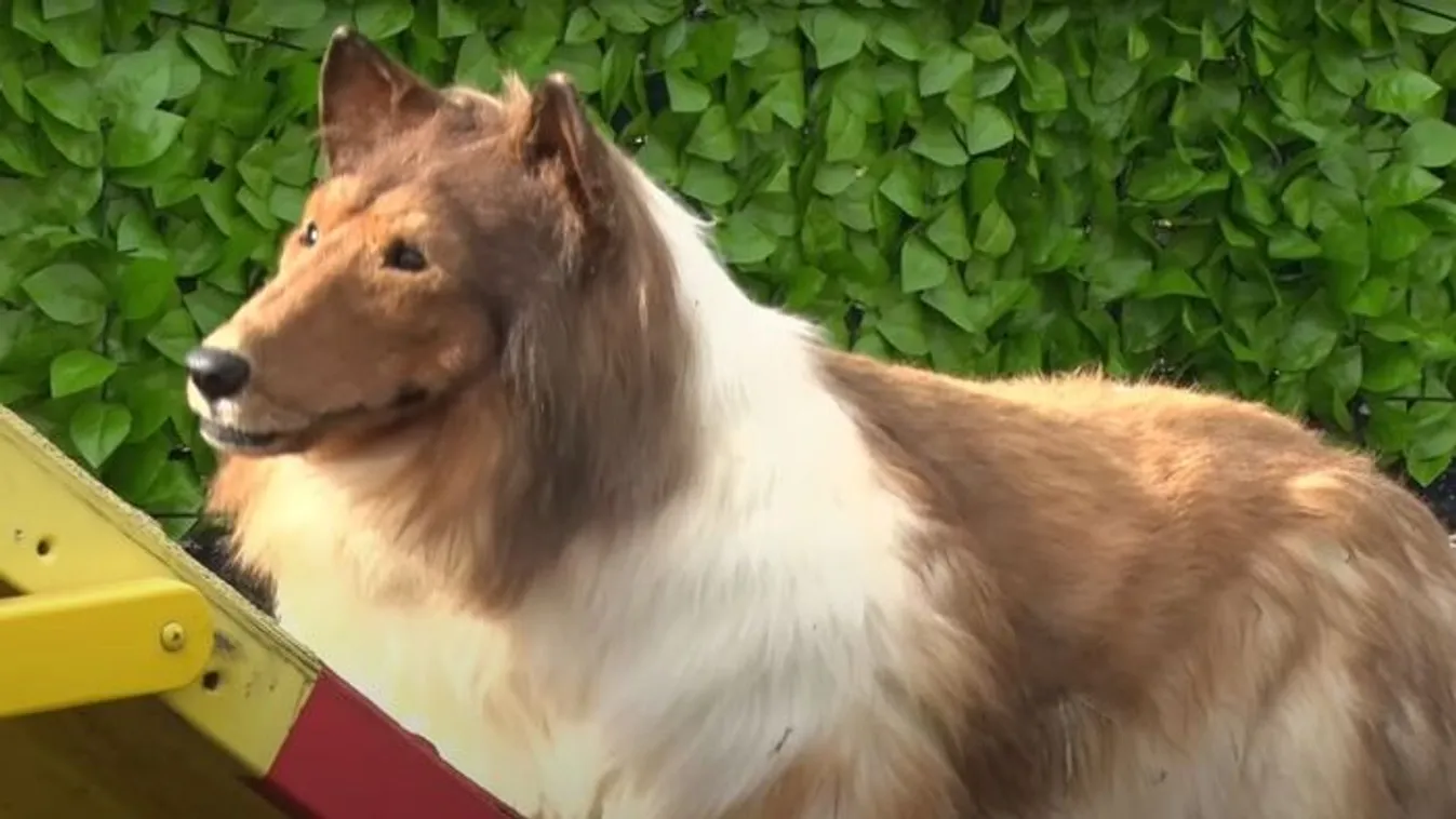 Kutyaember Japánból, bármire képes, hogy állat legyen