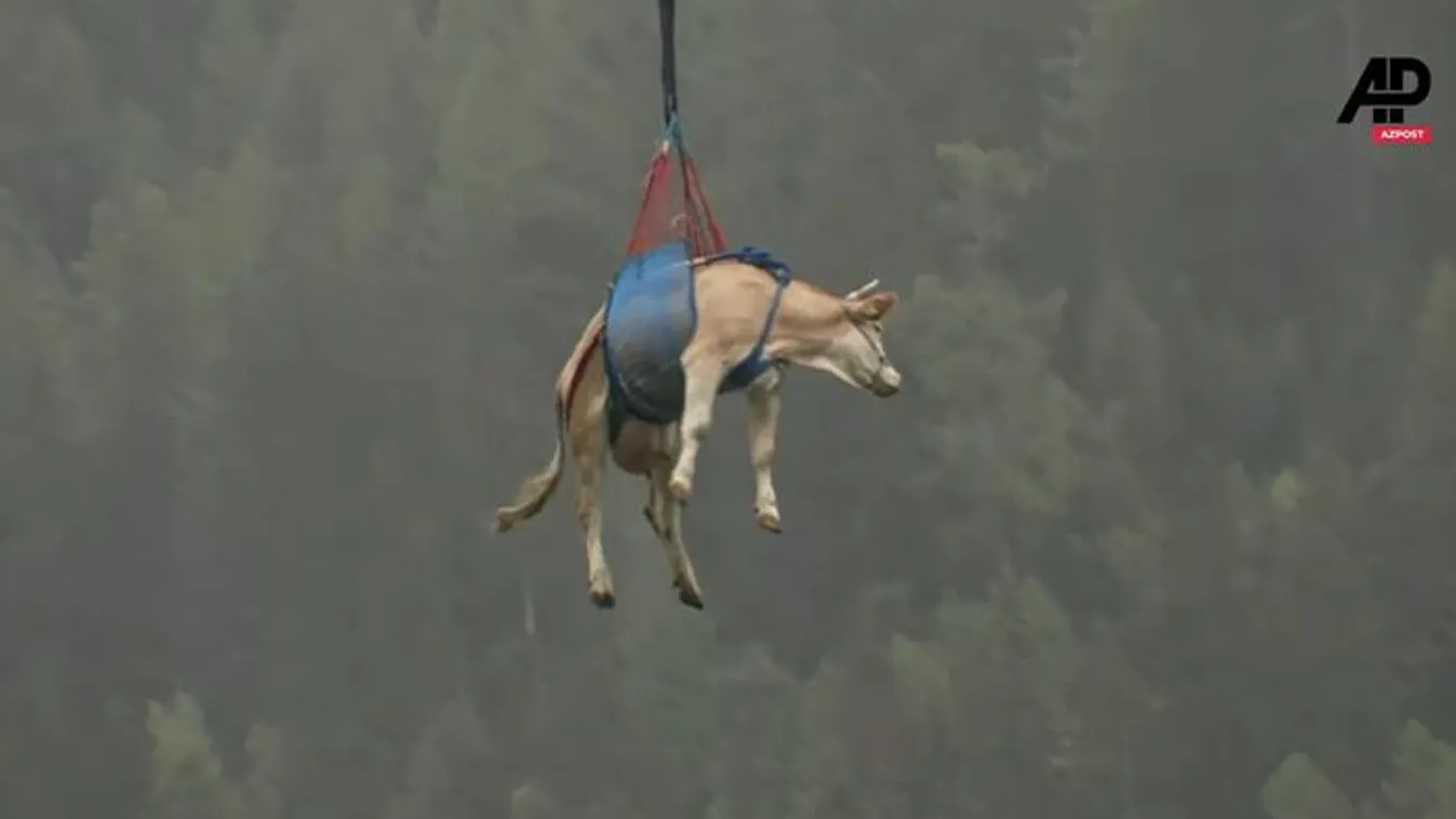Helikopterrel mentettek meg egy tehenet Svájcban