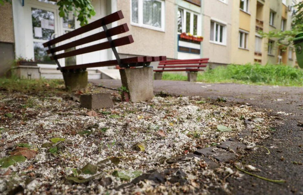 nyárfaszösz, nyárfa termése