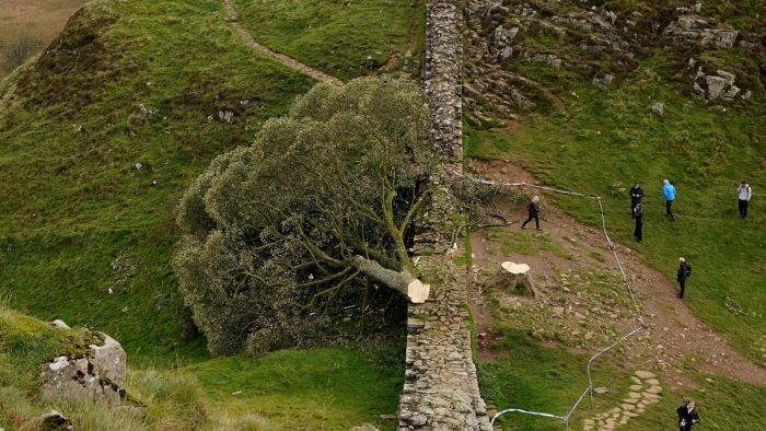 Elítélték a „Robin Hood-fát” kivágó két férfit