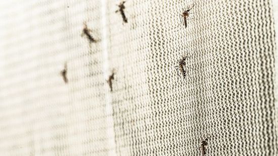 Szúnyog, légy, muslica: így tudsz egyetlen trükkel megszabadulni tőlük
