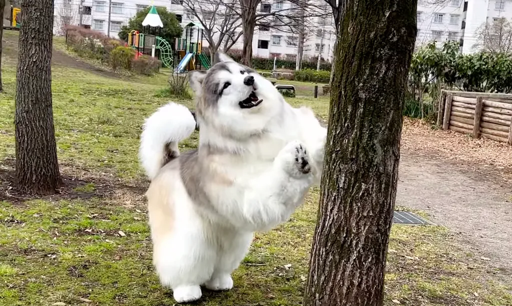 Pictures must credit: Toco/I Want To Be An Animal A Japanese man who enjoys living as a dog has unveiled a brand new hyper realistic costume— as an Alaskan Malamute. The man, named Toco, from Japan, hit the headlines a few years ago when he posted social 