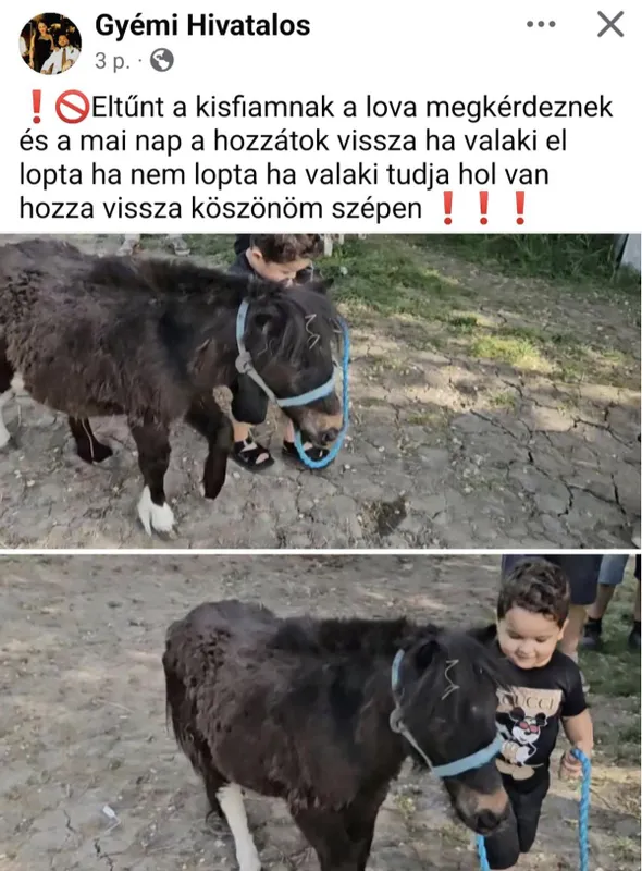 Kis Grófo testvére